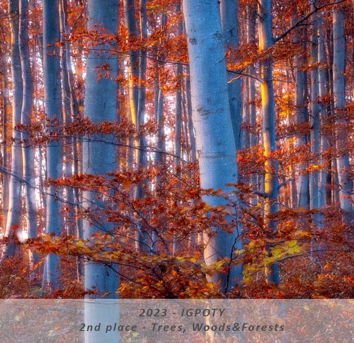 Manuela Göhner IGPOTY 2nd Place – Category: Trees, Woods&Forests