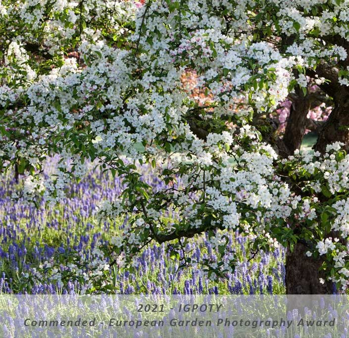 IGPOTY Commended – Category: European Garden Photography Award – „Springtime“